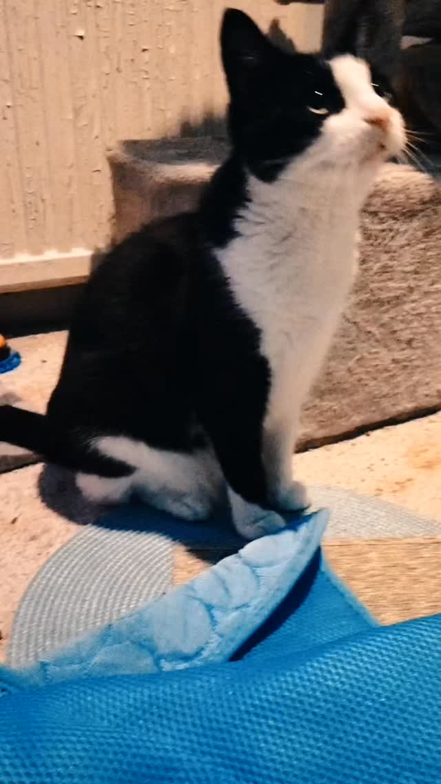 Finally covered up the "inspirational quotes" my ex housemate put on the wall with something more appropriate for the bedroom of a formerly feral cat. Cat approves. Sound on.